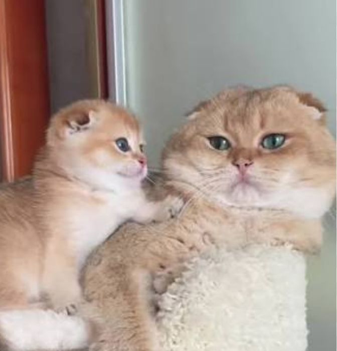 Котята Шиншиллы Британские