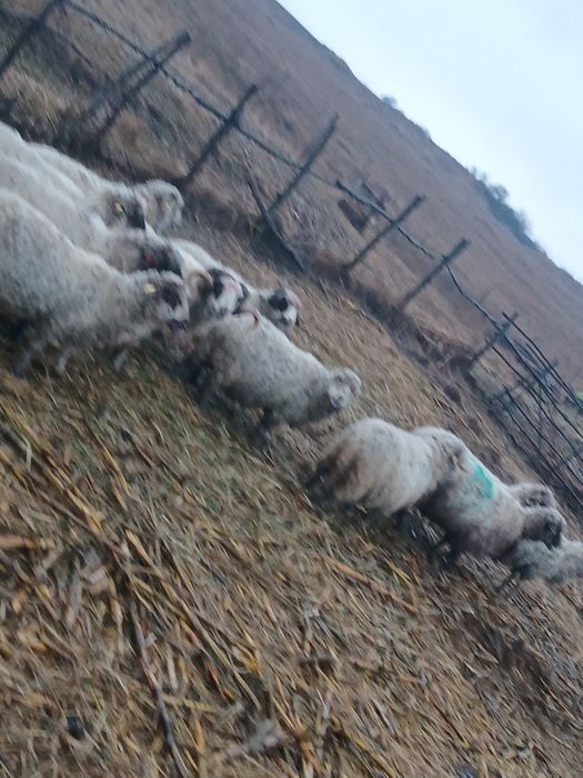 Se vind 5 oi foarte bune 850 bucata