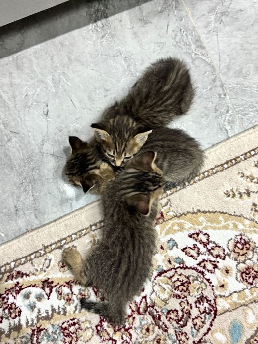 отдам. катят не дорого