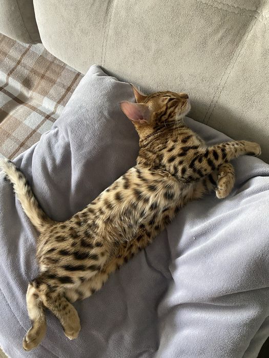 Ищем кота для бенгальской кошки