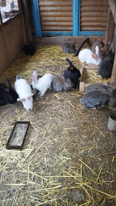 Продаются крольчата