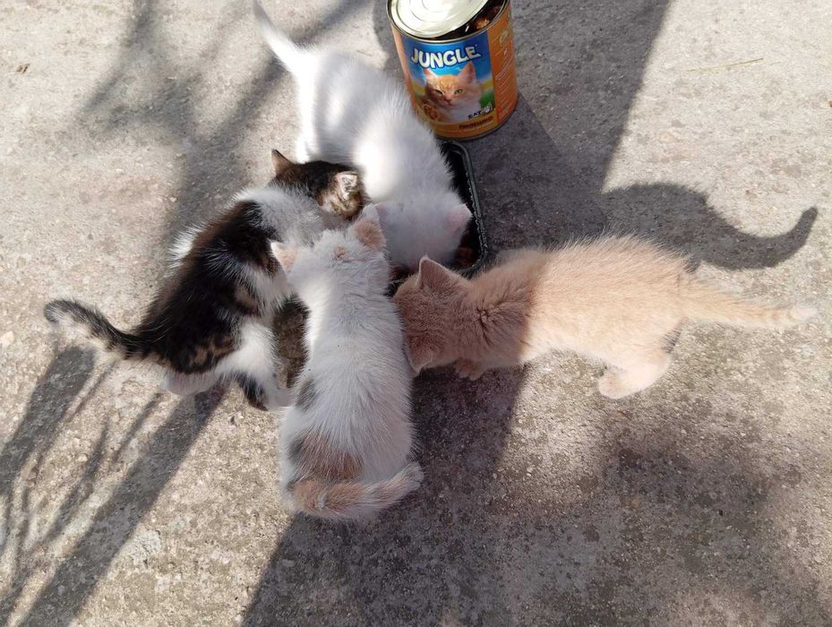 Подаряват се котета
