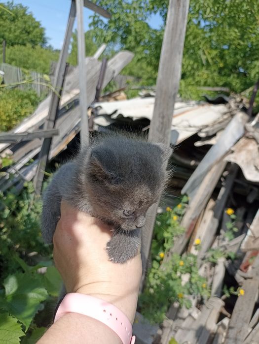 Продам котёнка 1000