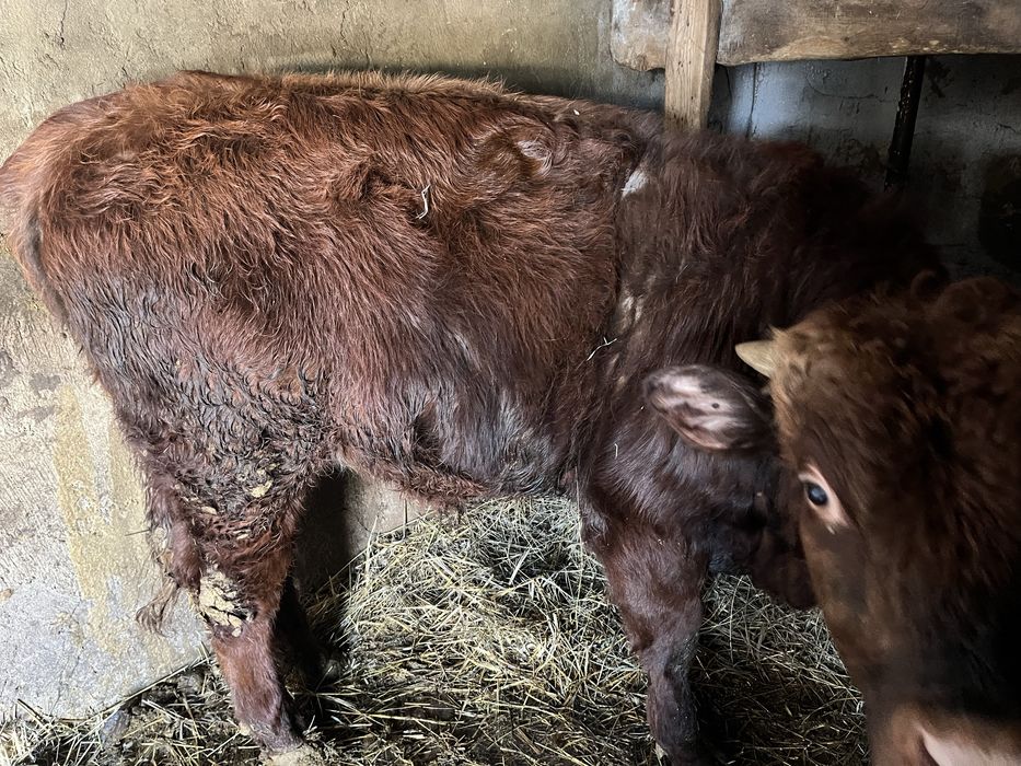 Продам быков молодняк