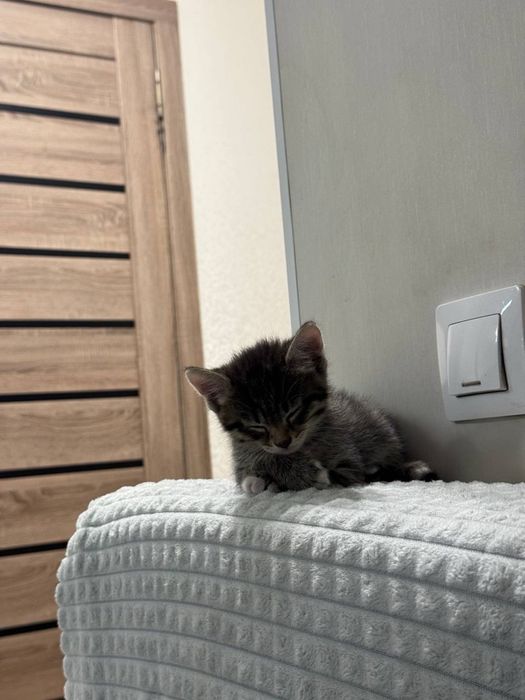 Двое котят в добрые руки