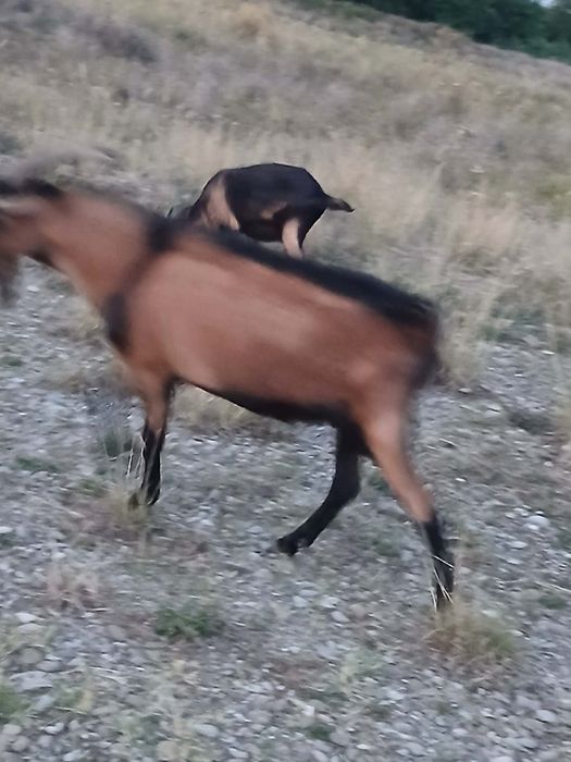 Țapi  de vanzare