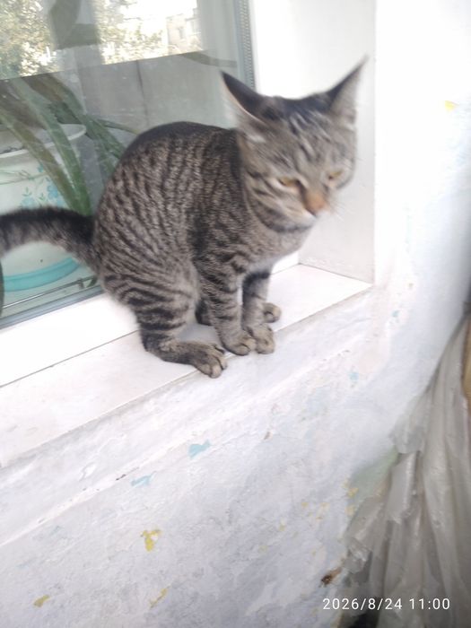Котенок ,, Томас,,