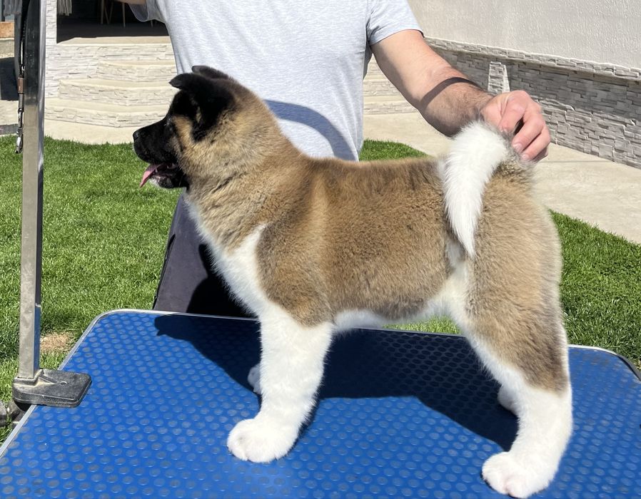 Catei Alita American