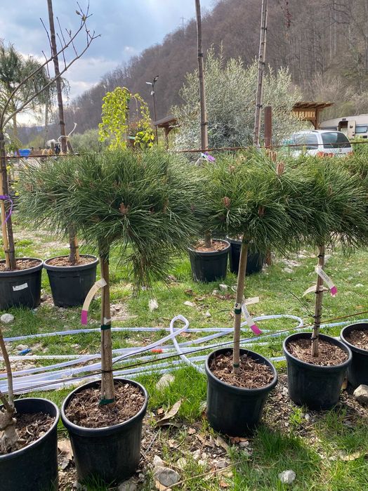 Plante Ornamentale pentru Spatii Verzi