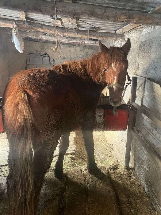 Продам   лошадей