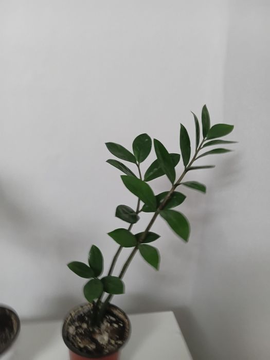 Денежное дерево. Замиокулькас.