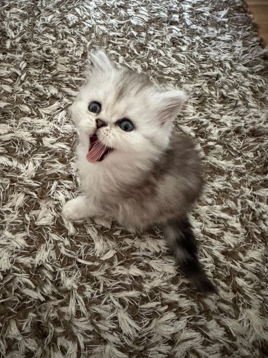 Котенок скоттиш страйт