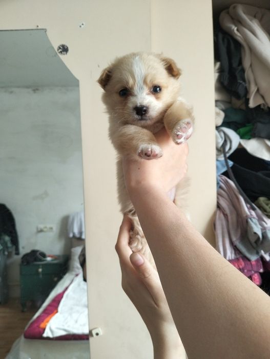 Микро-щенок, дизайнерский метис (в типе мальтипу)