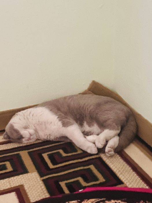 Vyazka, scottish fold