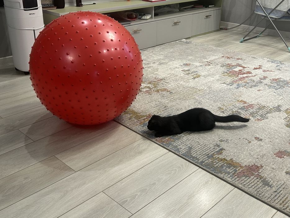 Котенок в добрые руки.