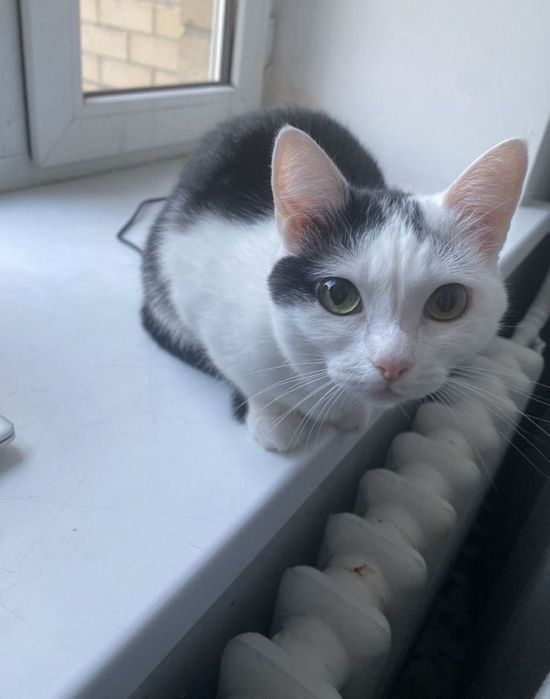 Отдам даром кошку