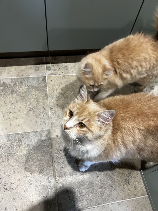 Подарявам две котета