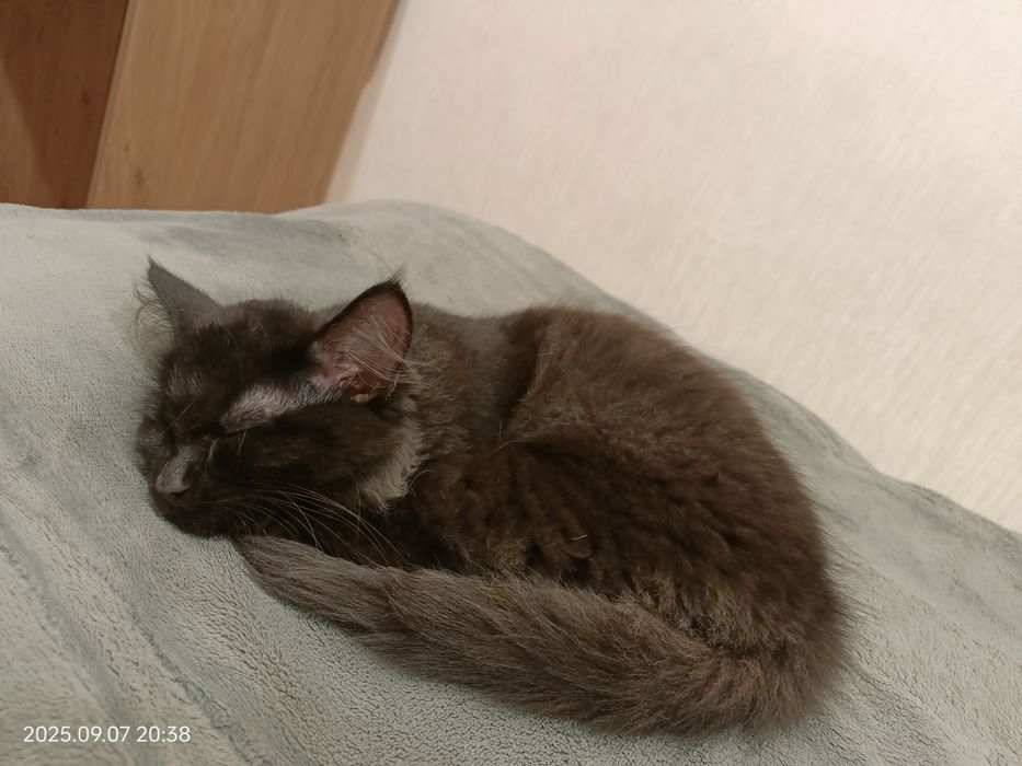 ПОТЕРЯЛАСЬ любимая кошечка