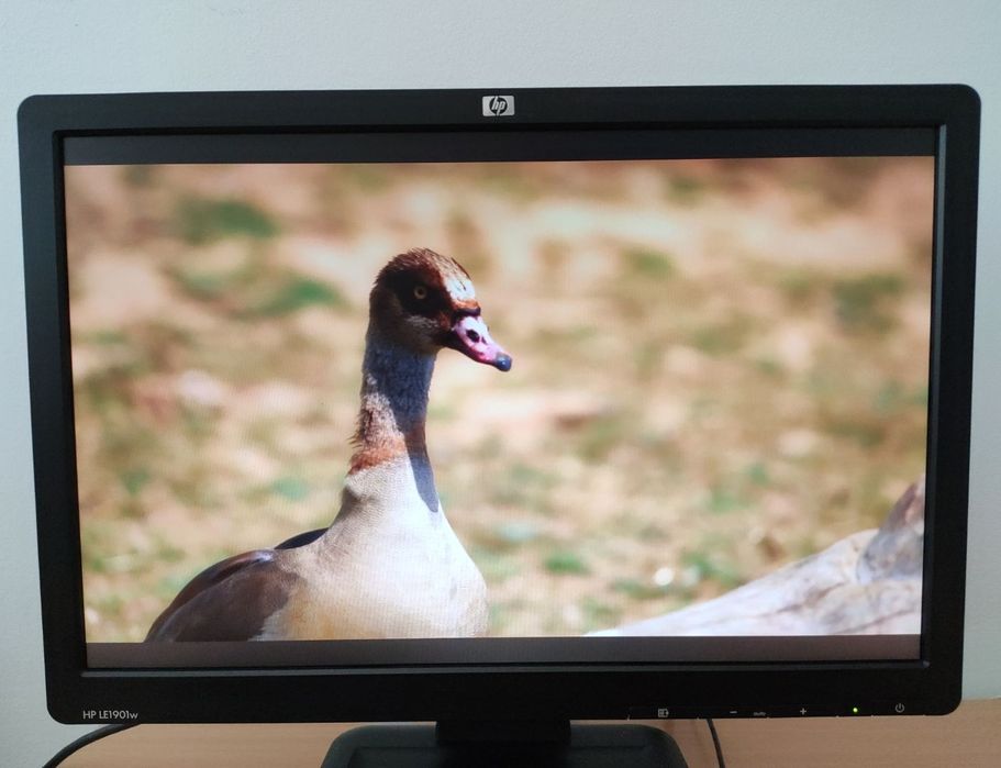 Монитор HP LE1901W 19" 1440х900