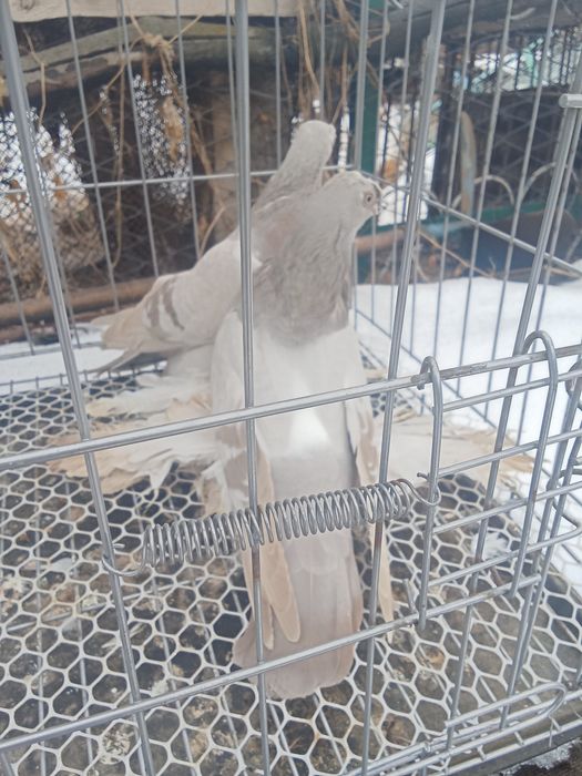 Продам голубей хороших