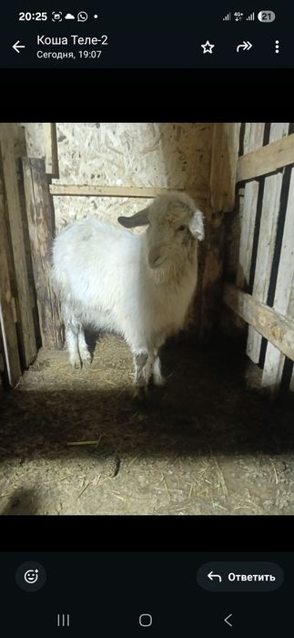 Лакты ешкилер сатылады