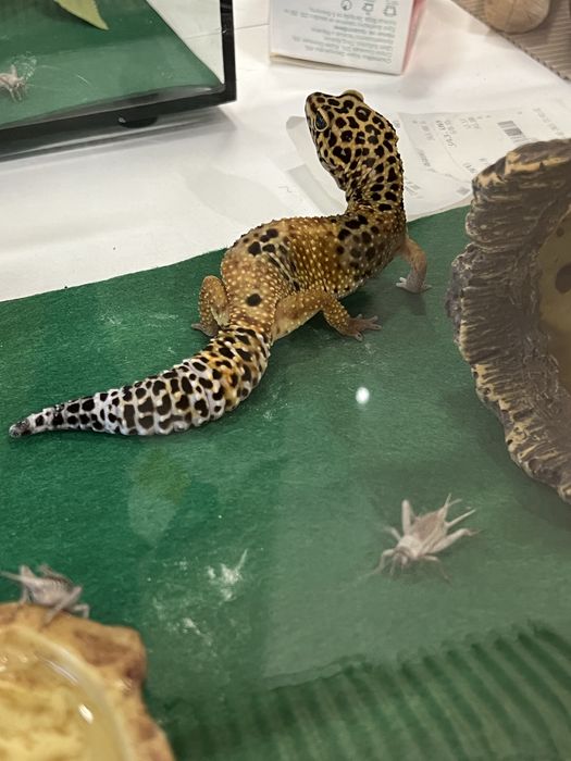 Леопардов гекон - мъжки