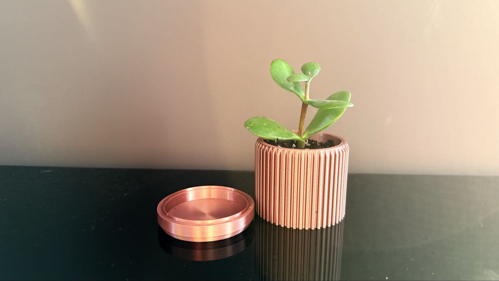 3D принтирана саксия с чинийка и  посадено  Дърво на живота (Crassula ovata)