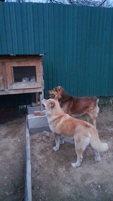 Продаю кролятники срочно