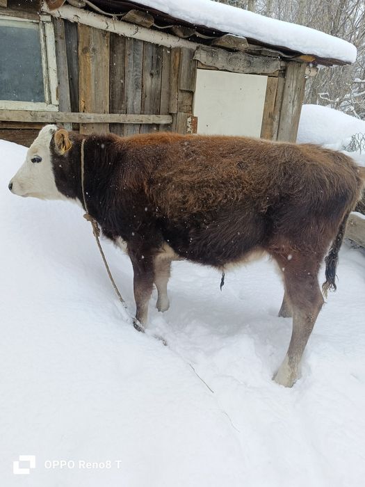 Продам бычка 5 месяцев
