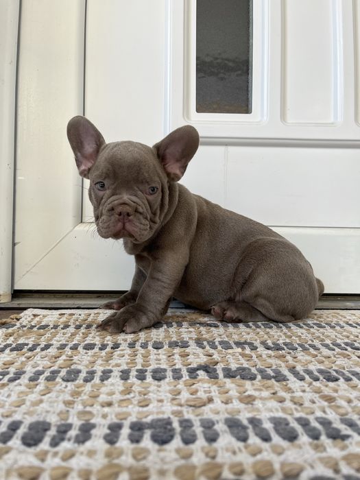 Bulldog francez mascul isabella