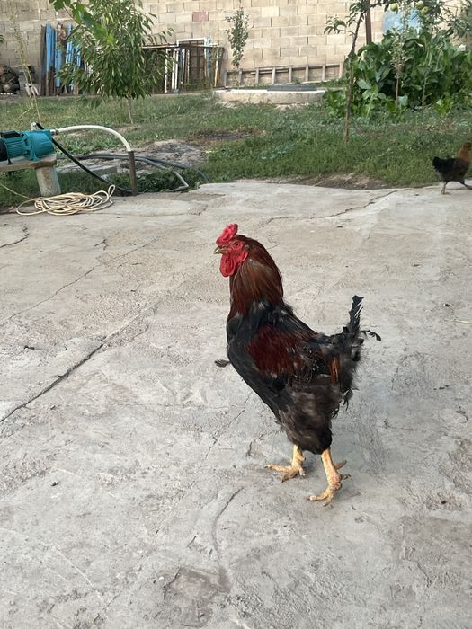 Продам петушковвв