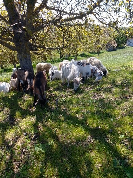 Vând  12 capre  bune de lapte