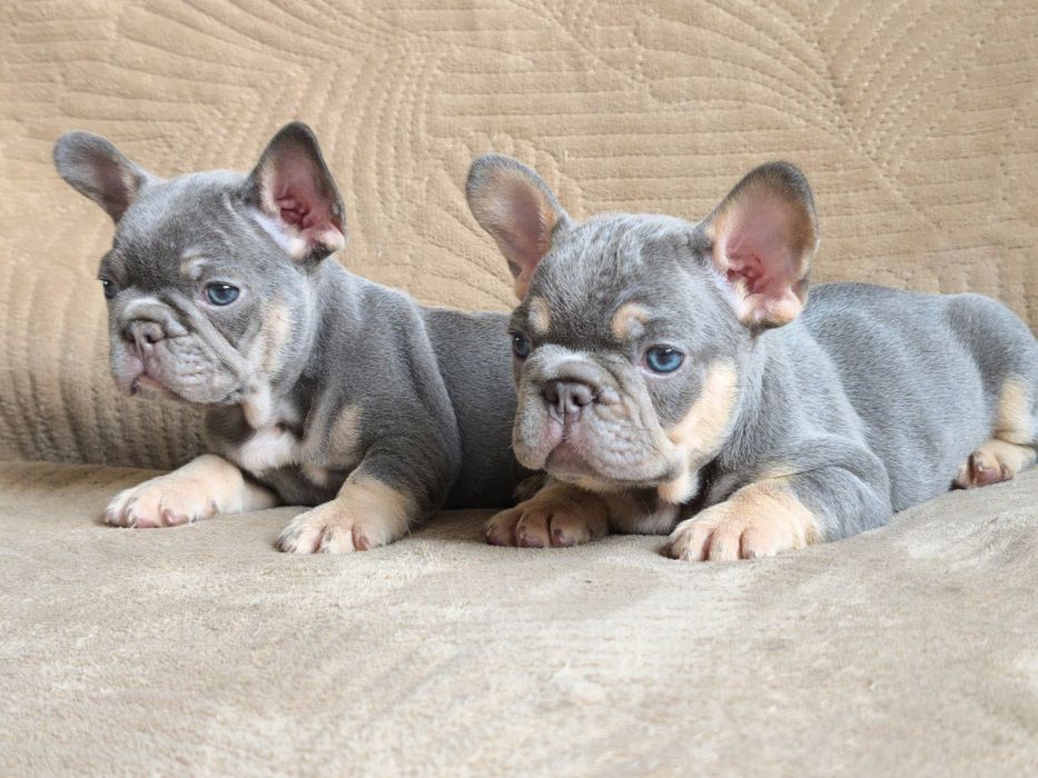 Малыши французики