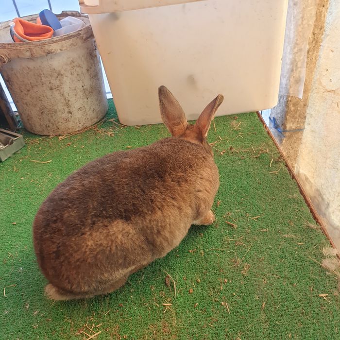 Vand iepuri rex pitic maro