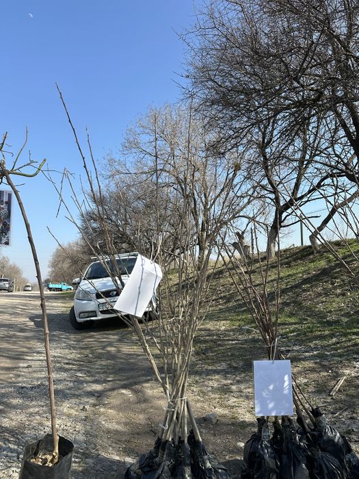 Жемыс жидек көшеттер