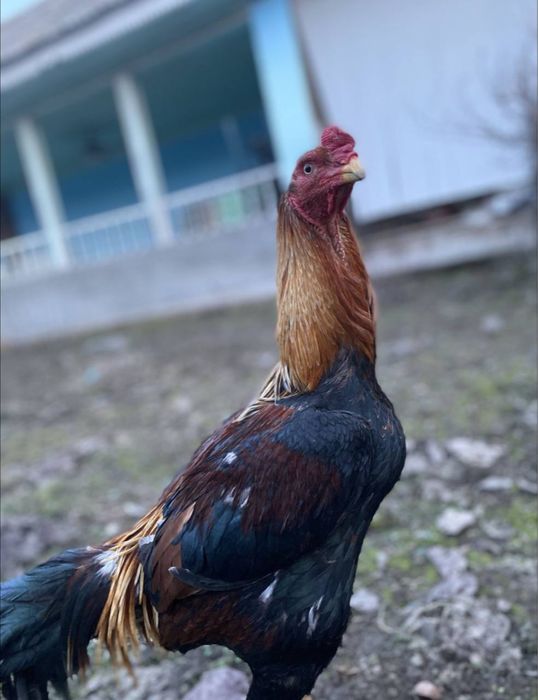 Дакан  тухумлари