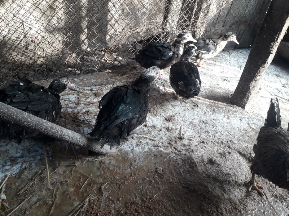 Rate leșești de vânzare ratoi