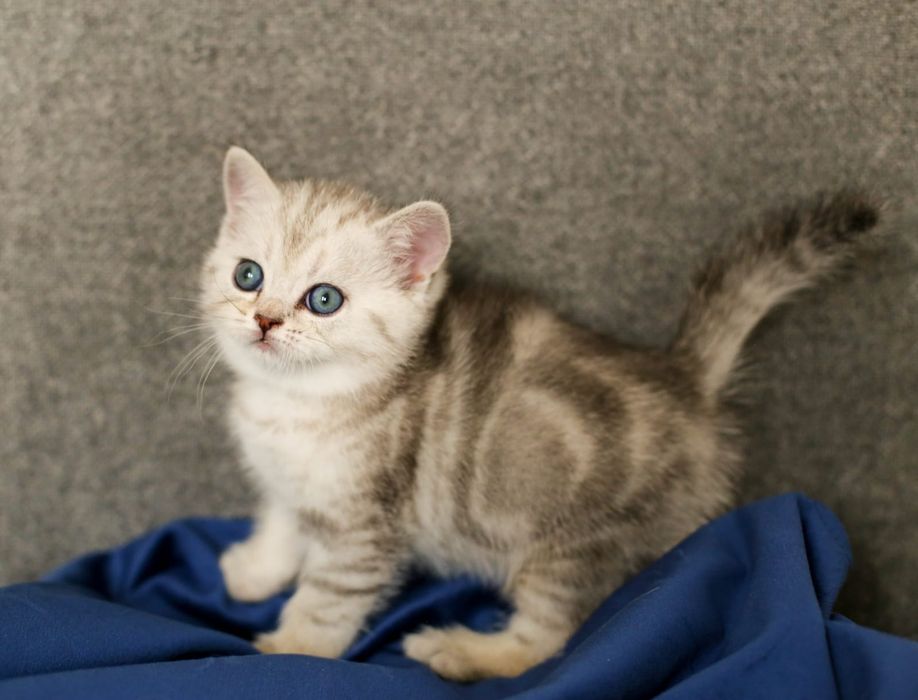 Котята.ОчароВатеЛьные -ШотландСкие