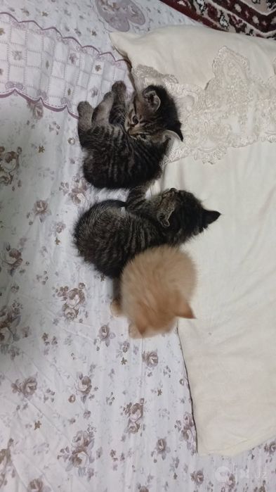 Bepulga mexirli qoʻllarga beraman