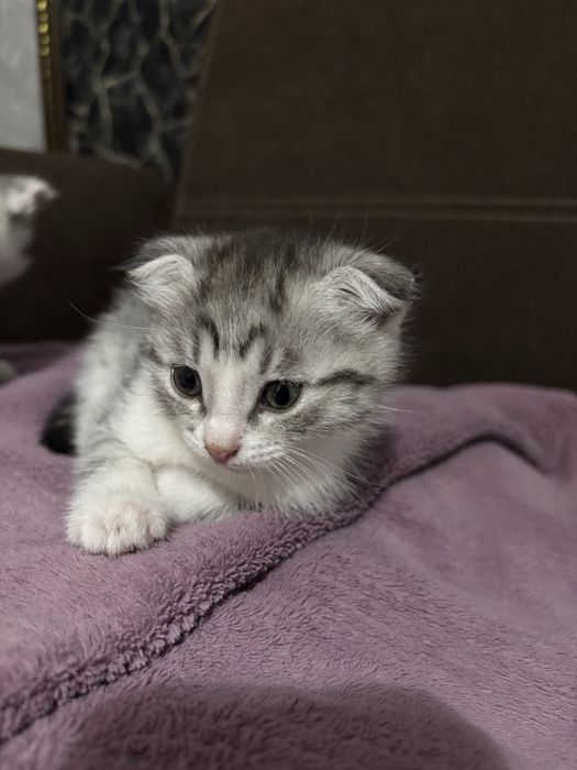 Отдам в добрые руки