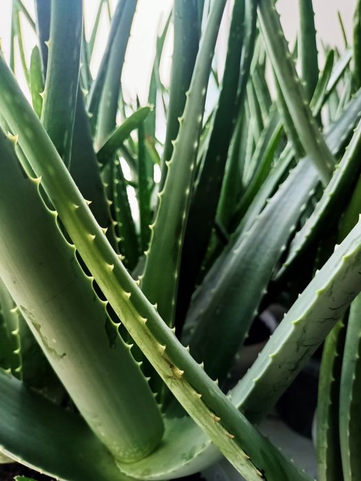 Комнатные цветы  Алоэ -Вера