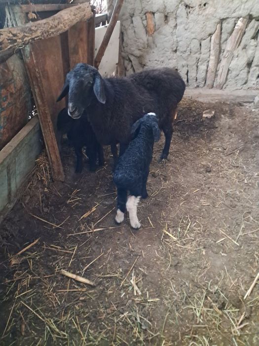 Куй она бола хисори