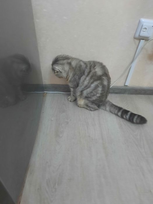 Кошка в хорошие руки