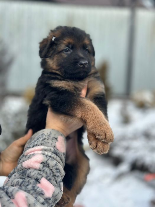 Щенки немецкой овчарки