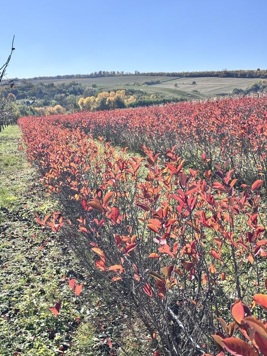 Butasi aronia anul 6( pe rod cu radacini  puternice)