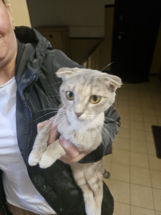 Кошку отдам в добрые руки