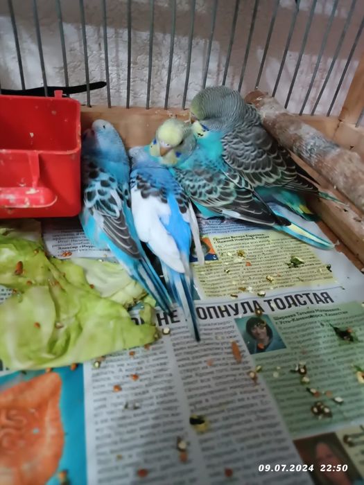 Волнистые молодые забавные