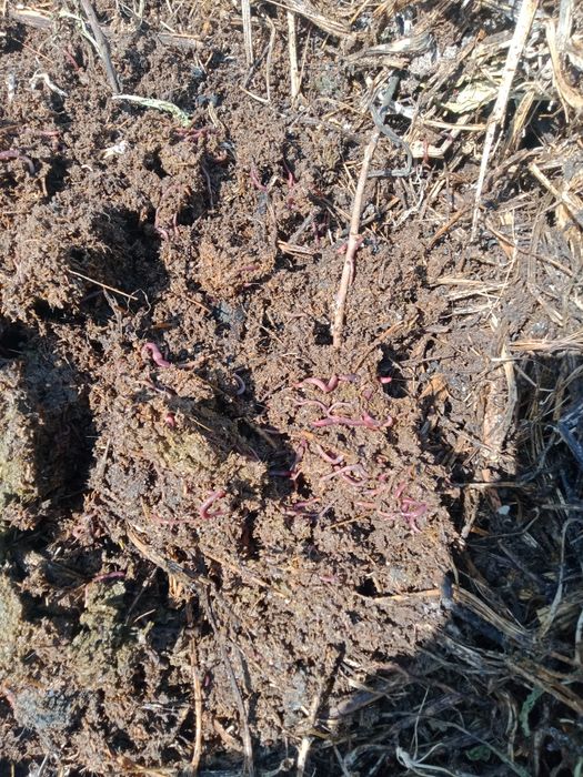 Биогумус сатамын.