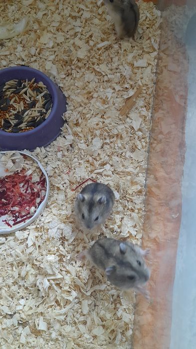 Хомячков джунгарских