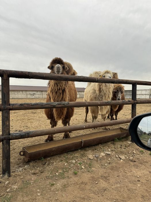Продам Верблюдов